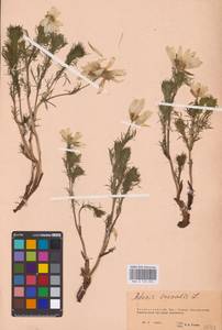 Adonis vernalis L., Eastern Europe, Eastern region (E10) (Russia)