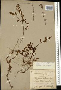 Polygonum mesembricum Chrtek, Caucasus, Black Sea Shore (from Novorossiysk to Adler) (K3) (Russia)