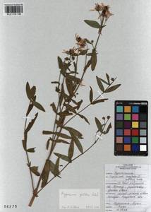 KUZ 018 146, Hypericum ascyron subsp. gebleri (Ledeb.) N. Robson, Siberia, Altai & Sayany Mountains (S2) (Russia)