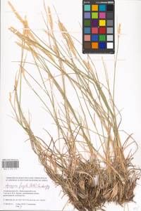 Agropyron fragile (Roth) P.Candargy, Eastern Europe, Lower Volga region (E9) (Russia)