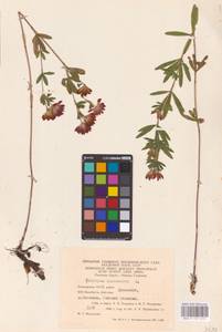 Trifolium lupinaster L., Eastern Europe, Eastern region (E10) (Russia)