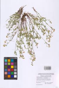 Medicago cancellata M.Bieb., Eastern Europe, Eastern region (E10) (Russia)