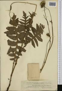 Cirsium erisithales (Jacq.) Scop., Western Europe (EUR) (Romania)