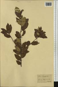 Quercus rotundifolia Lam., Western Europe (EUR) (Italy)