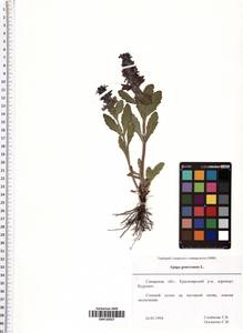 Ajuga genevensis L., Eastern Europe, Middle Volga region (E8) (Russia)