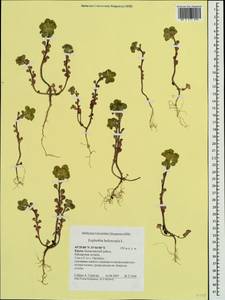 Euphorbia helioscopia L., Crimea (KRYM) (Russia)