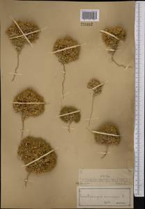 Ceratocarpus arenarius L., Middle Asia, Muyunkumy, Balkhash & Betpak-Dala (M9) (Kazakhstan)