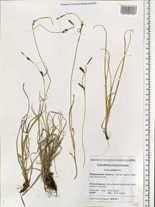 Carex panicea L., Eastern Europe, Northern region (E1) (Russia)