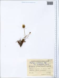 Oxytropis ochotensis Bunge, Siberia, Yakutia (S5) (Russia)