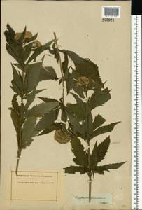 Eupatorium cannabinum L., Eastern Europe, Central region (E4) (Russia)