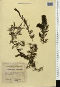 Ceratophyllum submersum L., Caucasus, Azerbaijan (K6) (Azerbaijan)