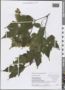 Acer tataricum subsp. ginnala (Maxim.) Wesm., Eastern Europe, Central region (E4) (Russia)