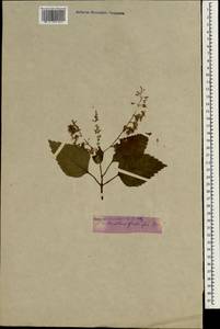 Plectranthus fruticosus L'Hér., South Asia, South Asia (Asia outside ex-Soviet states and Mongolia) (ASIA) (Not classified)