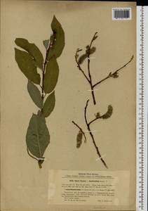 Salix caprea × daphnoides, Eastern Europe, Latvia (E2b) (Latvia)