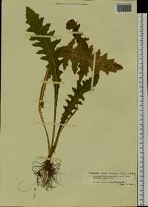 Cirsium esculentum (Siev.) C. A. Mey., Siberia, Baikal & Transbaikal region (S4) (Russia)
