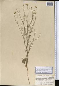 Limonium dichroanthum (Rupr.) Ikonn.-Gal. ex Lincz., Middle Asia, Western Tian Shan & Karatau (M3) (Kyrgyzstan)