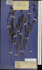 Linum perenne L., South Asia, South Asia (Asia outside ex-Soviet states and Mongolia) (ASIA) (China)