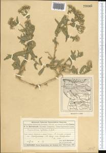 Lepidium appelianum Al-Shehbaz, Middle Asia, Muyunkumy, Balkhash & Betpak-Dala (M9) (Kazakhstan)