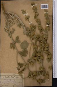 Marrubium vulgare L., Middle Asia, Pamir & Pamiro-Alai (M2)
