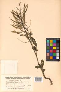 Brassica napus L., Siberia, Russian Far East (S6) (Russia)