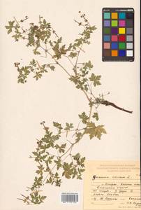 Geranium sibiricum L., Siberia, Russian Far East (S6) (Russia)