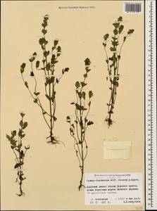 Euphrasia pectinata Ten., Caucasus, North Ossetia, Ingushetia & Chechnya (K1c) (Russia)