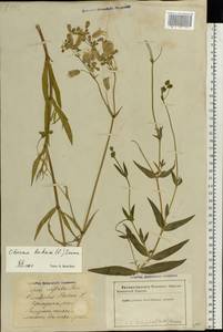 Silene vulgaris (Moench) Garcke, Eastern Europe, Latvia (E2b) (Latvia)