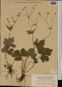 Ranunculus lanuginosus L., Western Europe (EUR) (Austria)