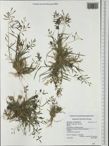 Eragrostis barrelieri Daveau, Western Europe (EUR) (Spain)