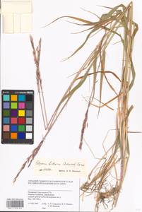 Elymus fibrosus (Schrenk) Tzvelev, Siberia, Western Siberia (S1) (Russia)