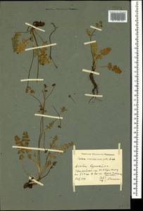Carum caucasicum (M. Bieb.) Boiss., Caucasus, Dagestan (K2) (Russia)