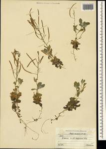 Arabis caucasica Willd., Crimea (KRYM) (Russia)