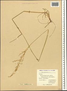 Poa pratensis L., Caucasus, Georgia (K4) (Georgia)