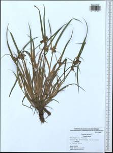 Cyperus fuscus L., Eastern Europe, Central region (E4) (Russia)