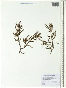 Salicornia perennans Willd., Siberia, Baikal & Transbaikal region (S4) (Russia)