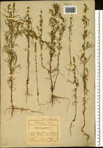 Artemisia palustris L., Siberia, Baikal & Transbaikal region (S4) (Russia)