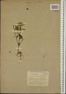 Ziziphora capitata L., Caucasus, Armenia (K5) (Armenia)