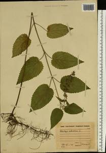 Stachys sylvatica L., Eastern Europe, Moscow region (E4a) (Russia)