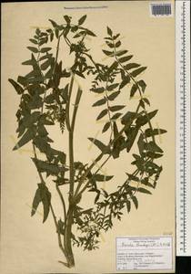 Berula erecta subsp. thunbergii (DC.) B. L. Burtt, Africa (AFR) (South Africa)