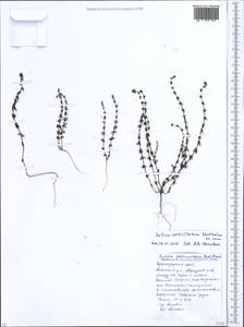 Galium verticillatum Danthoine ex Lam., Caucasus, Krasnodar Krai & Adygea (K1a) (Russia)