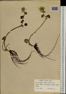 Caltha palustris var. radicans (T.F.Forst.) Beck, Siberia, Chukotka & Kamchatka (S7) (Russia)