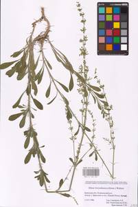 Silene borysthenica (Gruner) Walters, Eastern Europe, Western region (E3) (Russia)