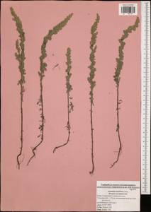 Artemisia austriaca Jacq., Eastern Europe, Central region (E4) (Russia)