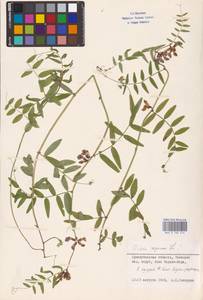 Vicia sepium L., Eastern Europe, Northern region (E1) (Russia)