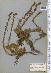 Artemisia viridis Willd., Middle Asia, Northern & Central Tian Shan (M4) (Kyrgyzstan)
