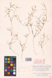 Medicago orthoceras (Kar. & Kir.) Trautv., Eastern Europe, Lower Volga region (E9) (Russia)