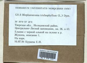 Blepharostoma trichophyllum (L.) Dumort., Bryophytes, Bryophytes - Middle Russia (B6) (Russia)