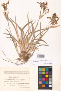 Iris scariosa Willd. ex Link, Eastern Europe, Lower Volga region (E9) (Russia)