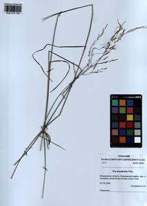 Poa urssulensis Trin., Siberia, Altai & Sayany Mountains (S2) (Russia)