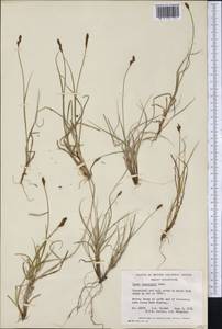 Carex lachenalii Schkuhr , nom. cons., America (AMER) (Canada)